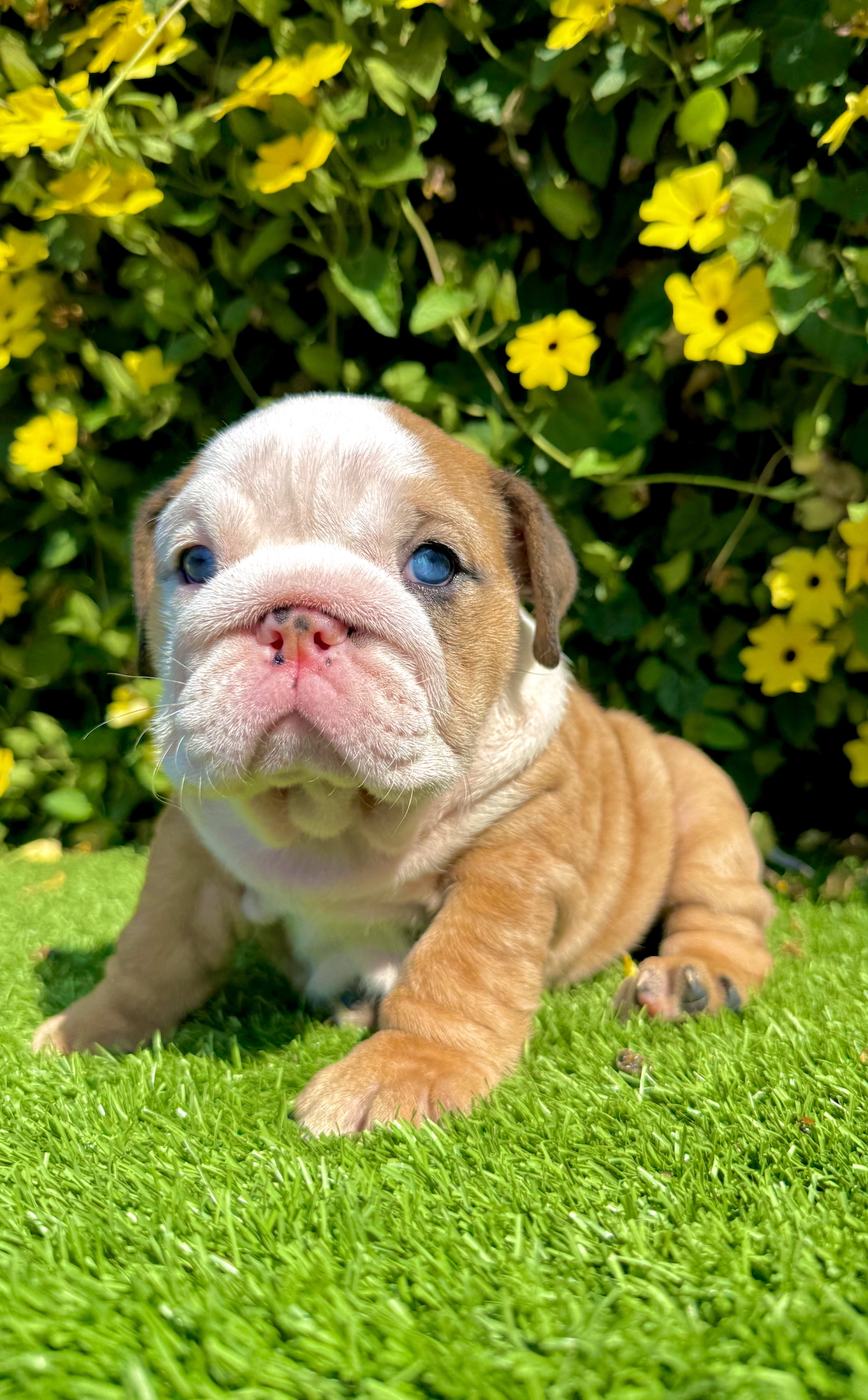 : ms muffin fawn merle english bulldog female laying on grass