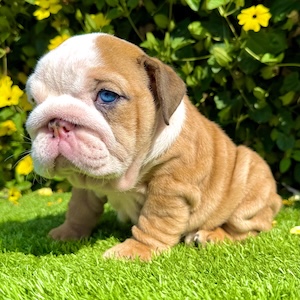 ms muffin fawn merle english bulldog female puppy with blue eyes walking on grass