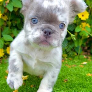 Fluffy Blue Merle French Bulldog female puppy for sale in San Diego